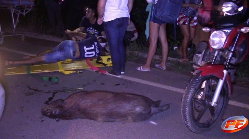 Motociclista sofre fratura exposta na perna após bater em capivara na RO-383, em Rolim de Moura Motociclista sofre fratura exposta na perna após bater em capivara na RO-383, em Rolim de Moura